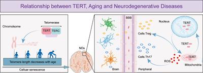 Telomerase reverse transcriptase and neurodegenerative diseases